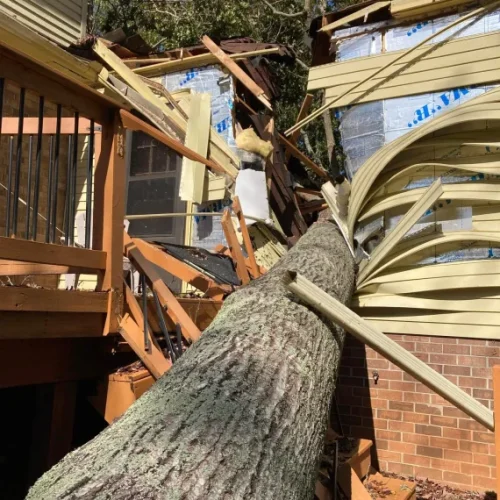 Home Tree Removal