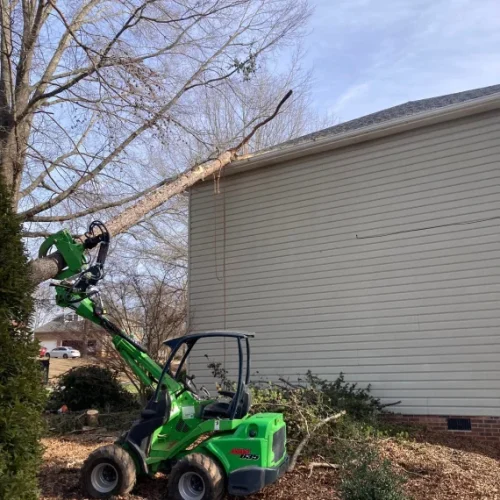 Home Tree Trimming